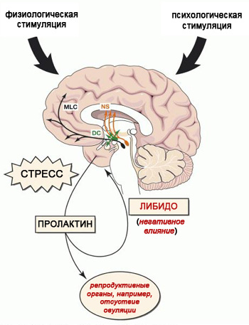 Cветло коричневые месячные