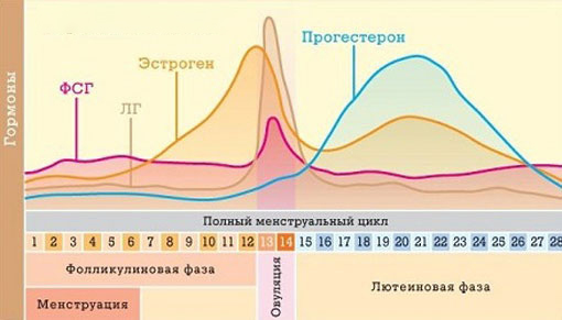 Менструальный цикл Нормальный менструальный цикл
