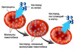 влияние гемоглобина на месячные низкий гемоглобин месячные