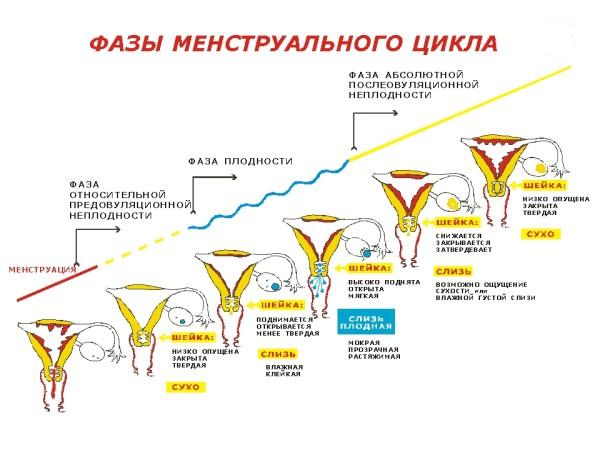 Фазы влагалища