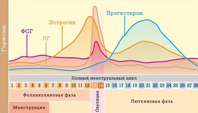 сколько длятся месячные у девушек